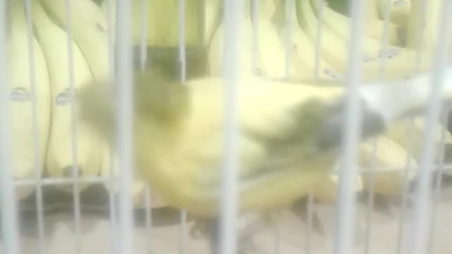 beautiful #bird beside bananas..watch the reaction❗