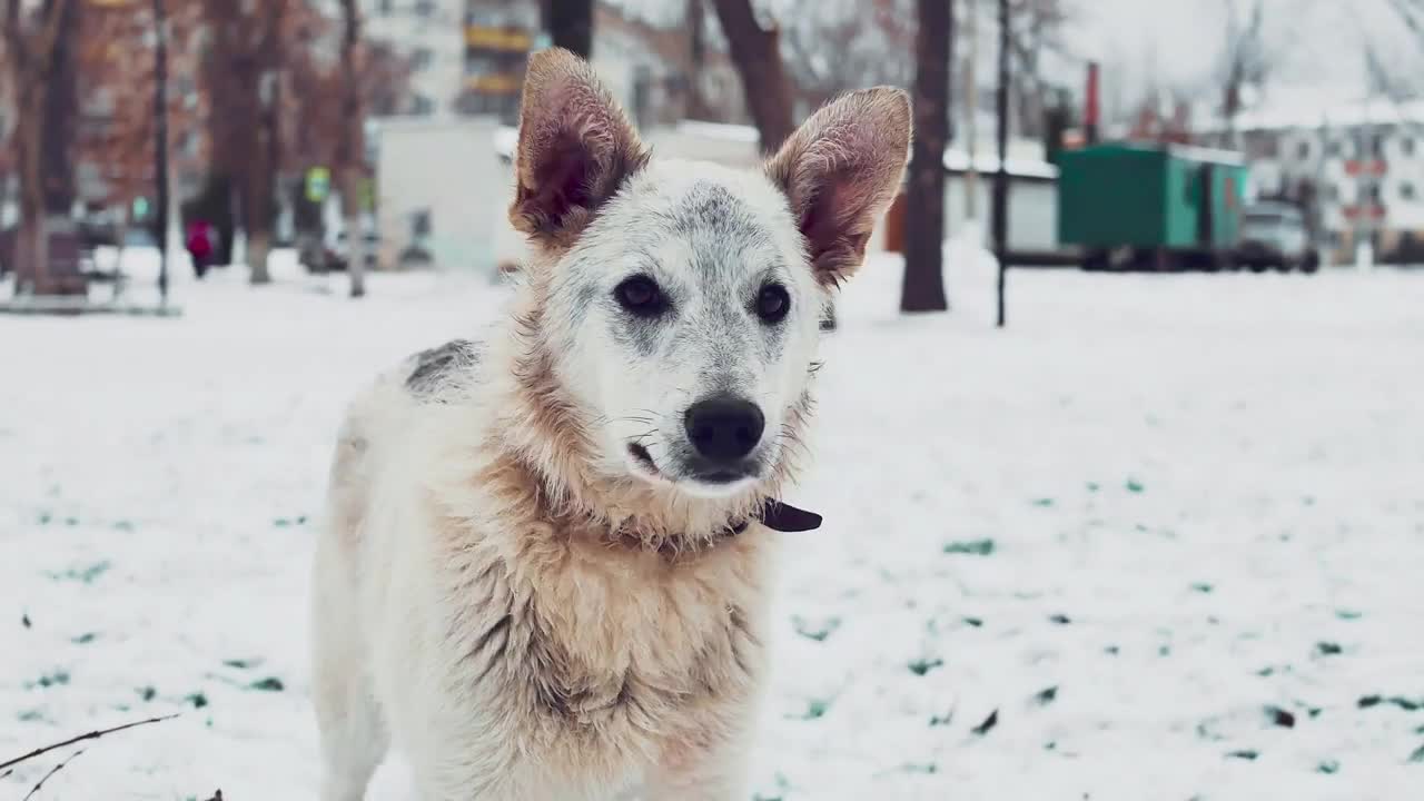 Homeless white dogs on a snowy Street in Winter. Street dogs or homeless dogs