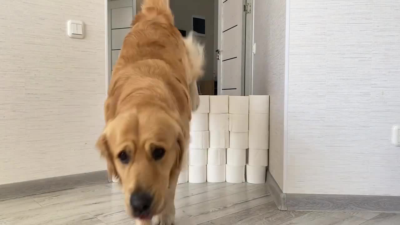 Golden Retriever & GSD Puppy React to The Toilet Paper