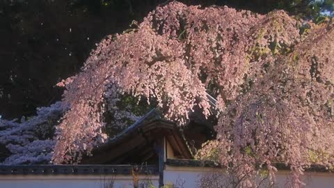 The wind makes an appointment with the flowers