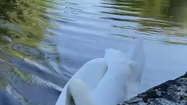 A family of swans is swimming in the lake,It seems so harmonious