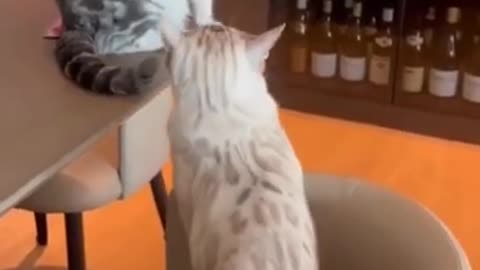 cute cat 😸😺 funny moment 🐕😍 funny videos 😸🤣
