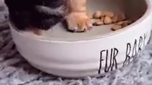 Tiniest puppy grows up to be a foster dad who knows exactly