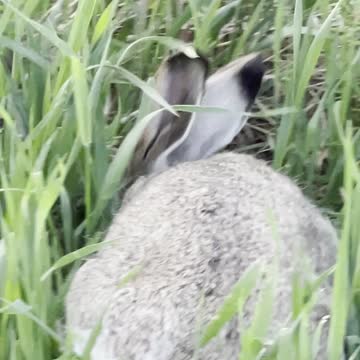 A rabbit walks on the heavy grads