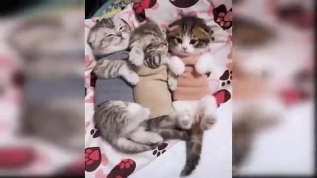 Baby Cats - Cute and Funny Cat Videos Compilation