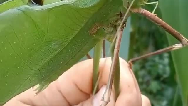 Long horned Grasshopper