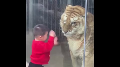 Funny child and lion 🦁 videos