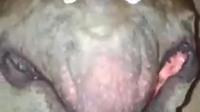 Alien_dog_caught_on_earth