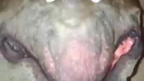 Alien_dog_caught_on_earth