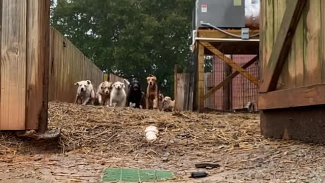 The crash at the end though. Dog&Phone