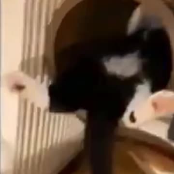 Kittens & Pups-Cutest 2021-Hilariously Cute 8