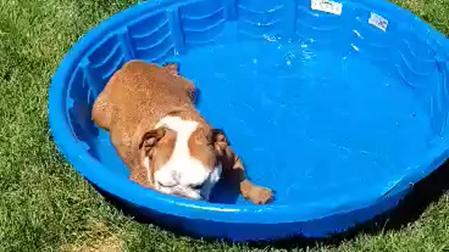 Cute Bulldog cools off on a hot summer day