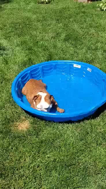 Cute Bulldog cools off on a hot summer day