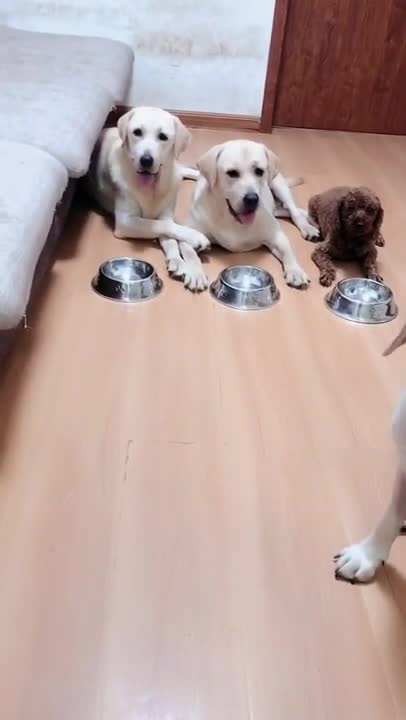 Look how genius this dog is