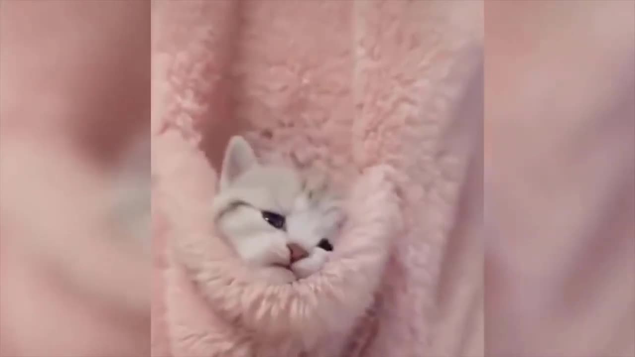 Cutest Cat Ever Playing Peekaboo Funny Video - Funny Animals