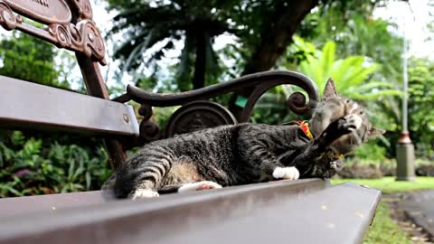 Cat is waiting for car on the road || Smart animal || Funny Video || New || 2021✨