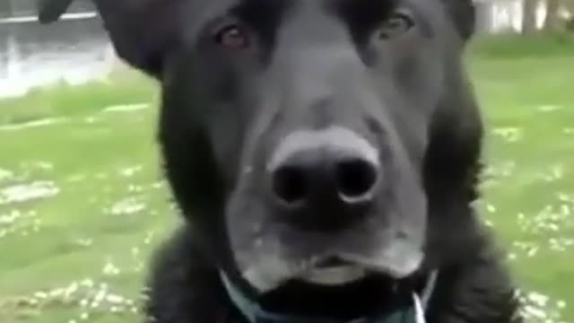 dog is cold Wow fun