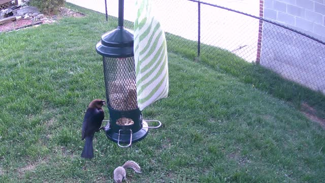 Brown Headed Cowbird