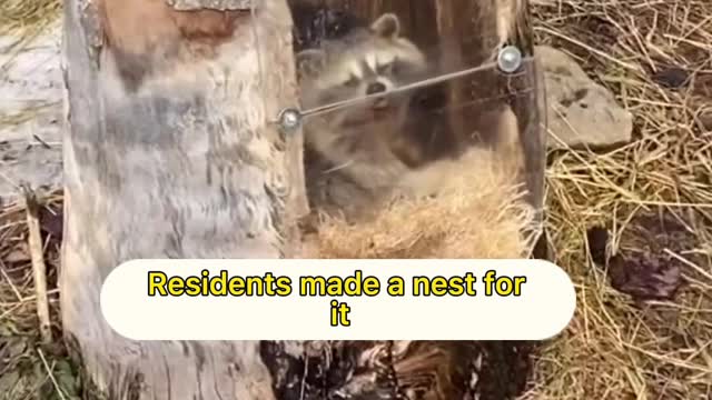 stray raccoon