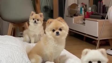 CUTE FUNNY DOG VIDEO