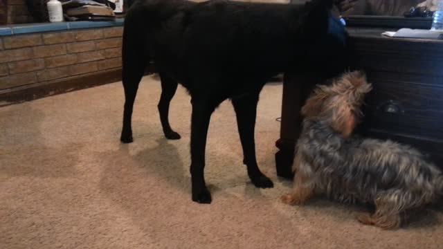 Little dog vs. big dog