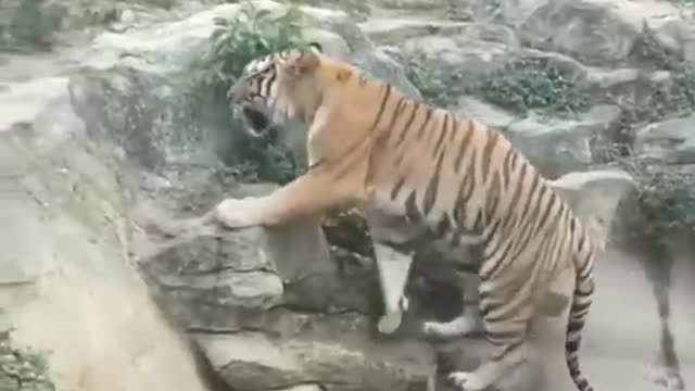 Tiger vs passanger bus