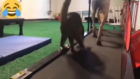 Funny Cats Playing on Treadmills 7