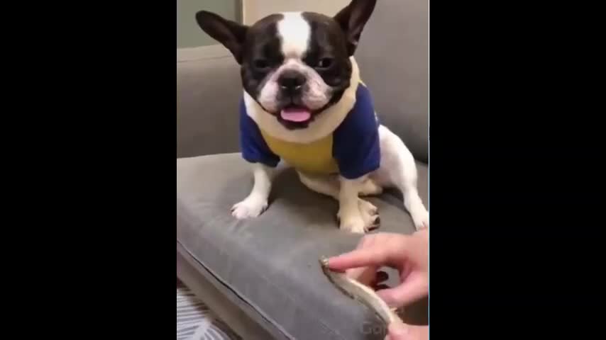 Funny And Cute dog'S Life Cats And Owners Are The Best Friends Videos