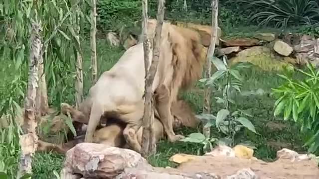 Lion Gay Funny