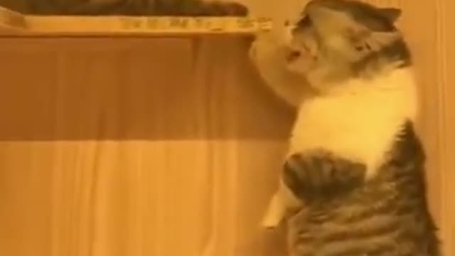 love song from a cat