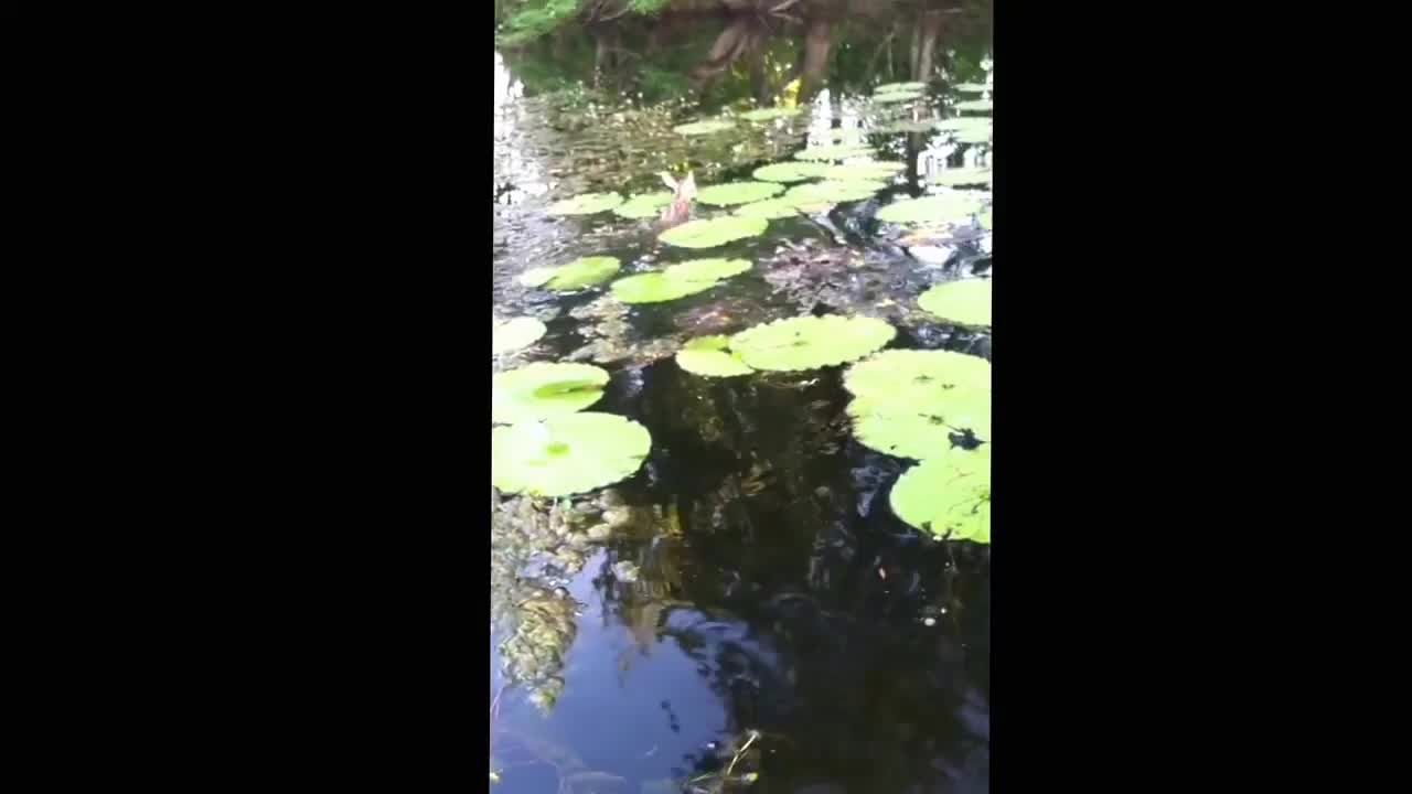 Cute Deer fawn swims to boat