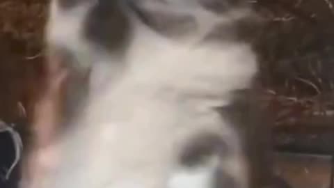 Vety funny cats