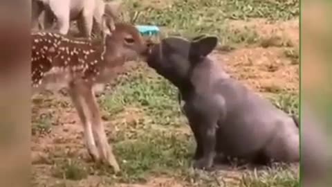 Funny Video (Cute Pets - Cats and Dogs)