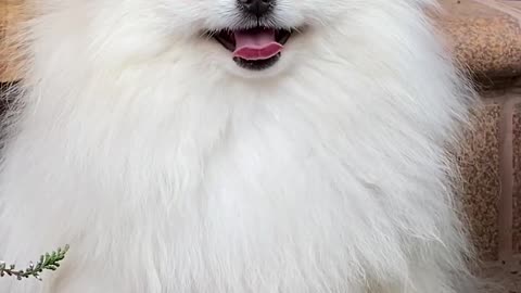 Animals SOO Cute! Cute baby animals Videos