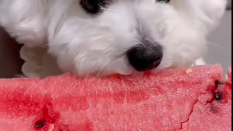 The puppy eats watermelon for the first time, the joy of summer