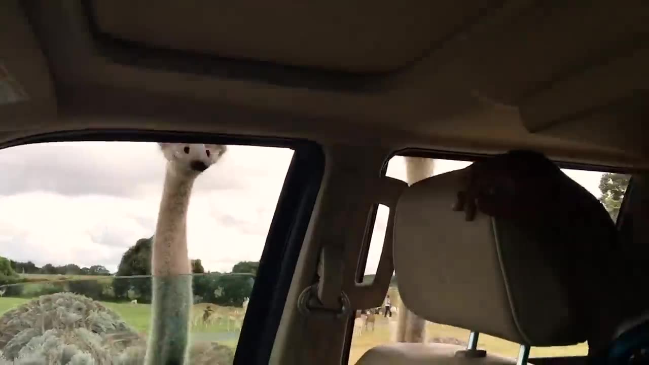 Try not to laugh funny videos - laughing with animals fails