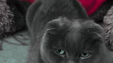 CAT PLAYING