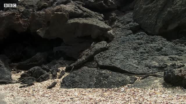 Iguana vs Snakes (Full Clip) | Planet Earth II | BBC Earth