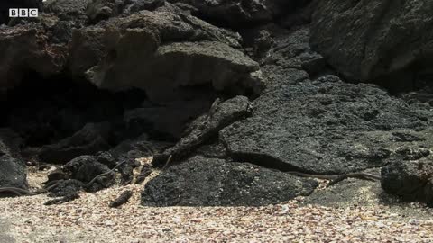 Iguana vs Snakes (Full Clip) | Planet Earth II | BBC Earth