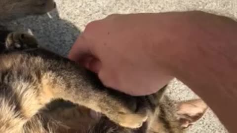 Playful Kitten Wants to Fight