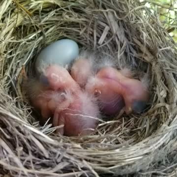 Nest of Newborn Baby Robins