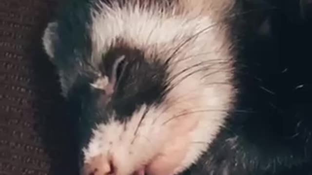 sleepy ferret