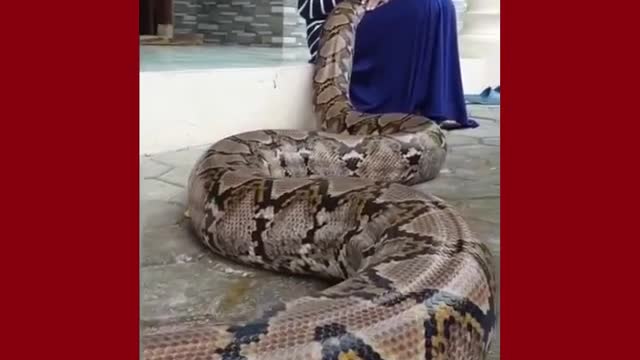 Girl keep anaconda as pet