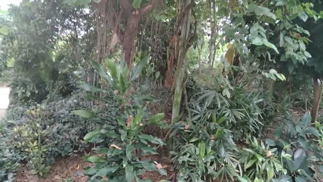 Tropical rain forest vines