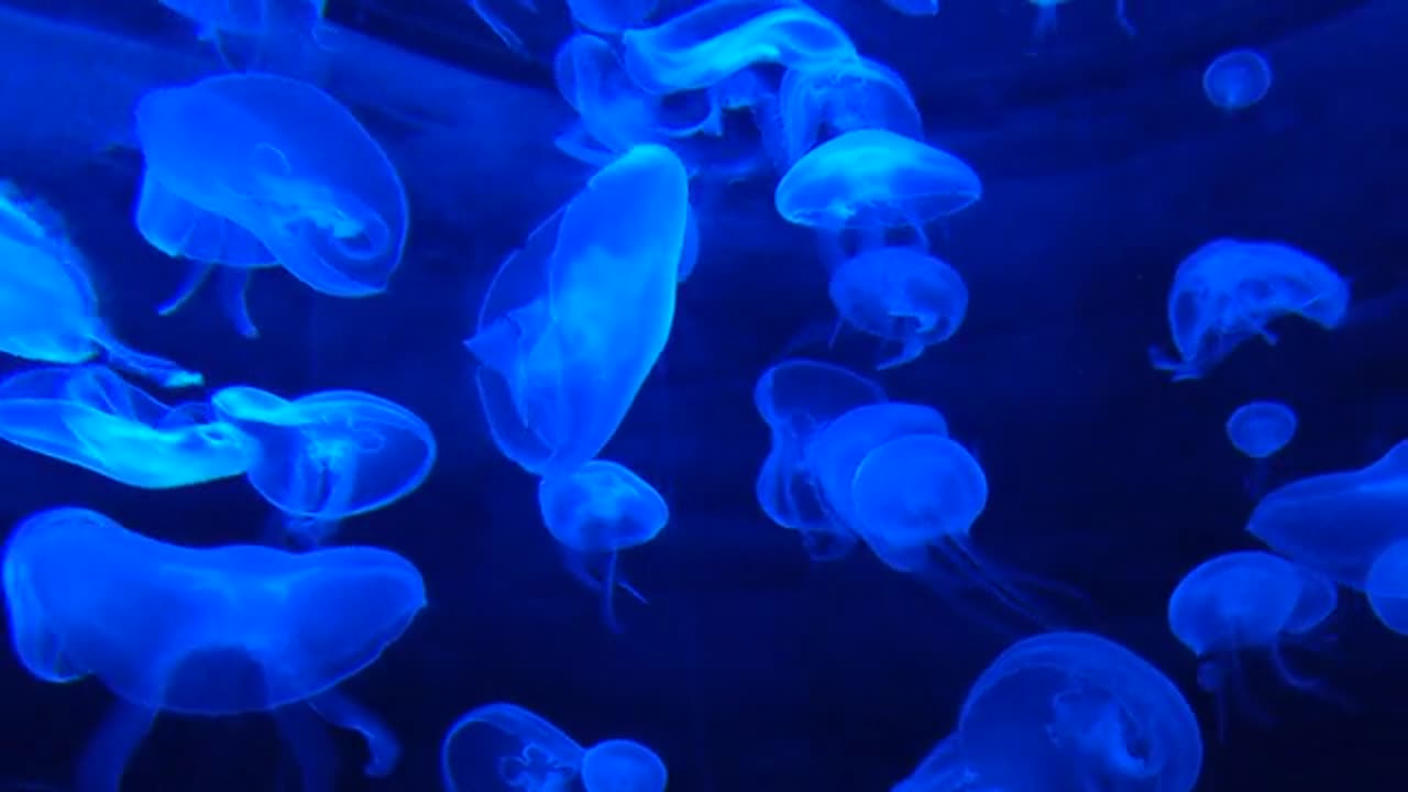 Jellyfish