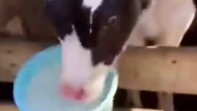 FUNNY ANIMALS MAKES YOU LAUGH 😂