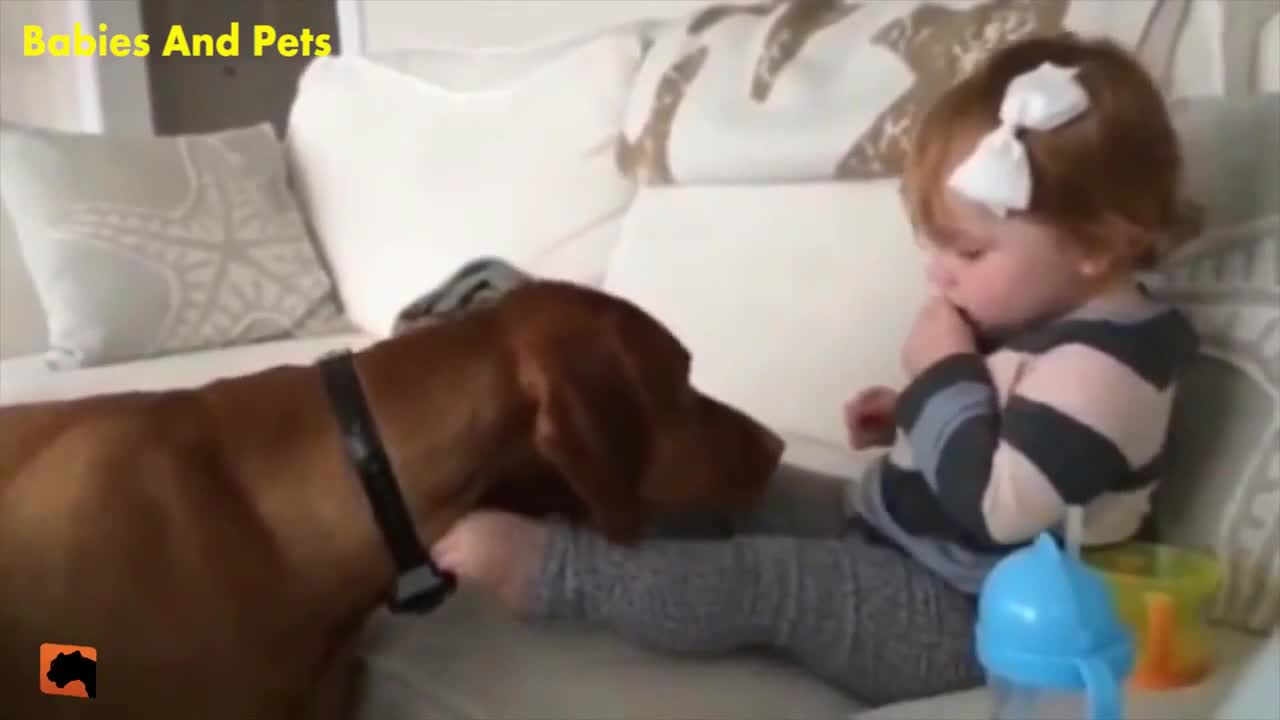 Funny and Cute Baby with Vizsla Dogs Playing Together