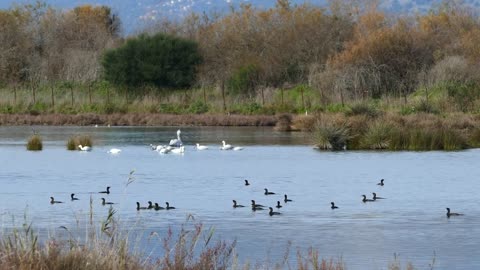 Ducks and swans in a lake