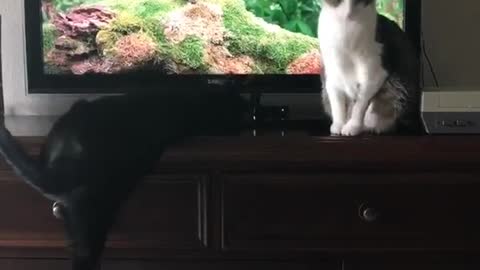 Black cat paws at bird on tv and falls off desk