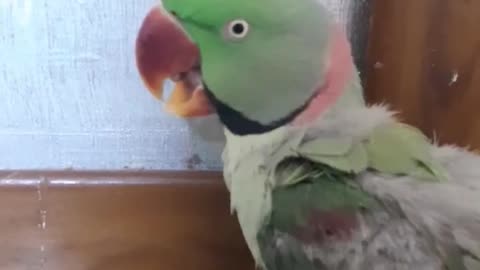 Parrot nice talking 👌